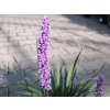Liriopa modrincová 'Money Makrík' - Liriope muscari 'Money Makrík'