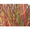 Ozdobnica čínska 'Purple Fall' - Miscanthus sinensis 'Purple Fall'