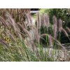 Perovec psiarkovitý 'Reborn' - Pennisetum alopecuroides 'Reborn'