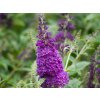 Budleja dávidova GROOVY GRAPE 'PIIBD-I'