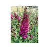 Budleja dávidova FUNKY FUCHSIA 'PIIBD-II'  Buddleja davidii FUNKY FUCHSIA 'PIIBD-II'