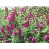 Budleja dávidova FUNKY FUCHSIA 'PIIBD-II'  Buddleja davidii FUNKY FUCHSIA 'PIIBD-II'