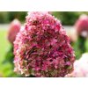 Hortenzia metlinatá Living 'Pinky Promise'® 'LCNO12'