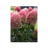Hortenzia metlinatá Living 'Pinky Promise'® 'LCNO12'