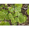 Cercis Alleys Cat (2)