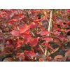 Sycoparrotia 'Purple Haze'