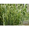 Ozdobnica obrovská 'Aligator' - Miscanthus gigantheus 'Aligator'