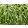 Ozdobnica obrovská 'Aligator' - Miscanthus gigantheus 'Aligator'