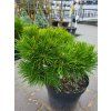 Pinus thunbergii 'Herb Kelly Dwarf' (2)