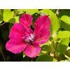 Clematis Perida (2)