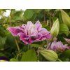 Clematis Piilu (2)