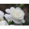 Klinček peristý  'Haytor White' - Dianthus plumarius 'Haytor  White '