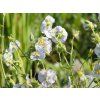 Geranium phaeum 'Album'