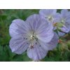 Pakost lúčny 'Mrs Kendall Clark' - Geranium pratense 'Mrs Kendall Clark'