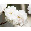 Prunus Taoflora White (3)
