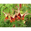 euonymus cornutus 1