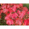 autumn2