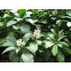 pachysandra klasnat�
