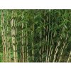 Fargesia robusta 'Formidable'/Bambus