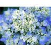 summer blue