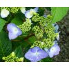 Hortenzia kalinolistá 'Endless Summer Twist and Shout' Blue
