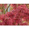 Acer Jerre Schwartz (3)
