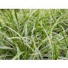 Carex morrowii Ice dance e1572634776347