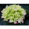 Hydrangea macrophylla Red Baron (3)