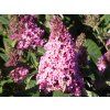 Buddleja davidii Candy Little Pink