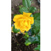 07db889f3dab427d