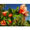 Granátové jablko 'Legrelleae'  Punica granatum 'Legrelleae'