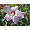 Hibiscus Fujin