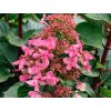 Hortenzia metlinatá Living 'Infinity'® 'LCNO9'