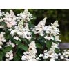 Hortenzia metlinatá Living 'Infinity'® 'LCNO9'