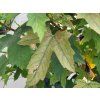Acer pseudoplatanus Miss Ruby (1)