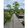 Acer Miss Ruby3