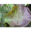 Cercis Black Pearl (1)
