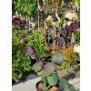 Cercis Black Pearl (4)