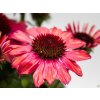 Echinacea 'Sunseekers Pomegranate' - Echinacea 'Sunseekers Pomegranate'