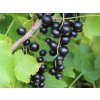 Ríbezľa Cassissima® 'Black Bells'