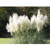 Pampová tráva 'Sunningdale Silver' - Cortaderia selloana 'Sunningdale Silver'
