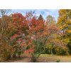 Amelanchier lamarckii