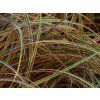 Uncinia rubra 'Everflame'