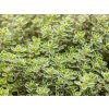 Materinadúška 'Lady D'  Thymus vulgaris 'Lady D'