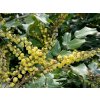 Mahónia Bealova 'Hivernant'