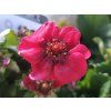 Fragaria Summer Breeze (2)