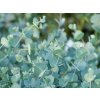 Eukalyptus Gunnov 'Azura'