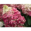 Hortenzia metlinatá Living 'Pink & Rose'®