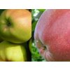 DUO - Jabloň 'Golden Delicious' a jabloň 'Ligol'