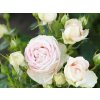 Ruža 'Madame Anisette®' (Balenie špeciálne balenie)
